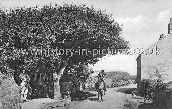 The last Tree in England, Land's End, Penzance. c.1905